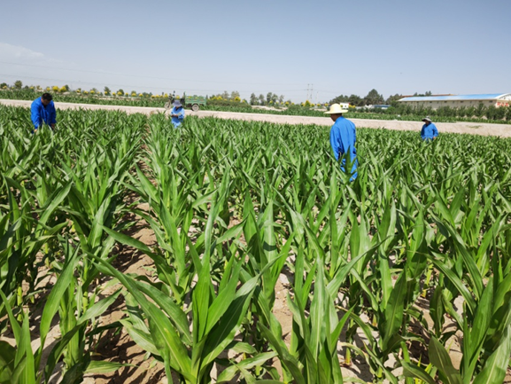 三抓三促進(jìn)行時 | 加速新品種研發(fā) 凸顯核心競爭力 為種業(yè)振興插上科技創(chuàng)新的翅膀 —— 敦煌種業(yè)研究院“三抓三促”行動紀(jì)實